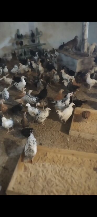 ineklerin satisi: Toyuq, Ətlik, Ünvandan götürmə