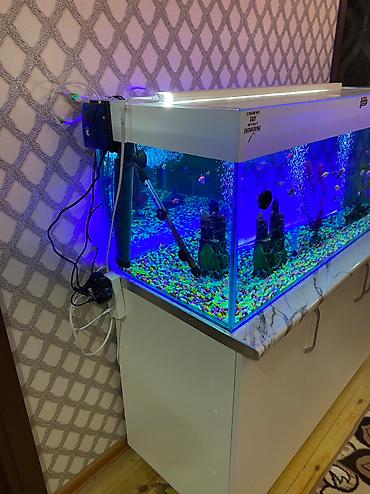 kiçik heyvanlar: Dördbucaq akvarium, Balıqlarla birlikdə, 300 l, Pulsuz çatdırılma — 4