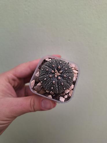 Мини-кактус Astrophytum asterias в квадратном пластиковом горшочке at lalafo.kg Мини-кактус Astrophytum asterias в квадратном пластиковом горшочке