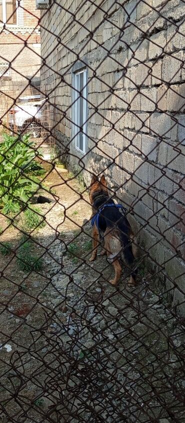 it ucun bit dermani: Alman çoban iti, 1 il, Dişi, Peyvəndli, Ünvandan götürmə