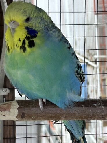 Tutuquşları: Çex və jumbo quşlar satılır Qiymətlər fərqlidir 30 azn 80 azn qədər — 4