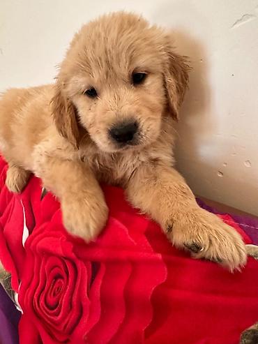 İtlər: Labrador-retriver, 1 ay, Erkek — 15