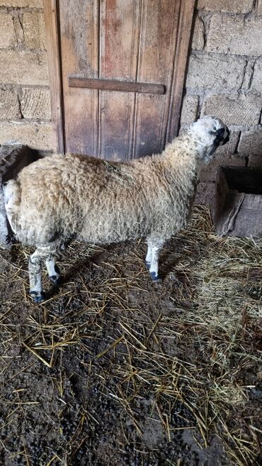Qoyunlar, qoçlar: Qoyun. Toğlu Bu toğlu Dizi gözü qara sağlam damazliqa yararli sakit ev — 8