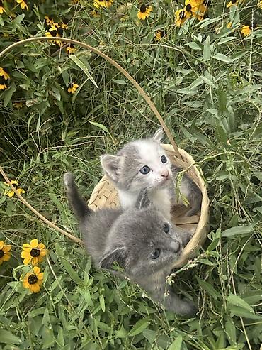 Мышык бекер берем: Котята, 2 малыша. На фото — один серый котёнок и один бело-серый. Серо — 3
