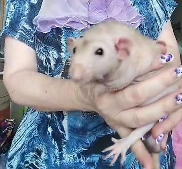 Кемирүүчүлөр: Питомник крыс Rat Haus Love . Предлагает пару молодых крыс . Мальчик — 8