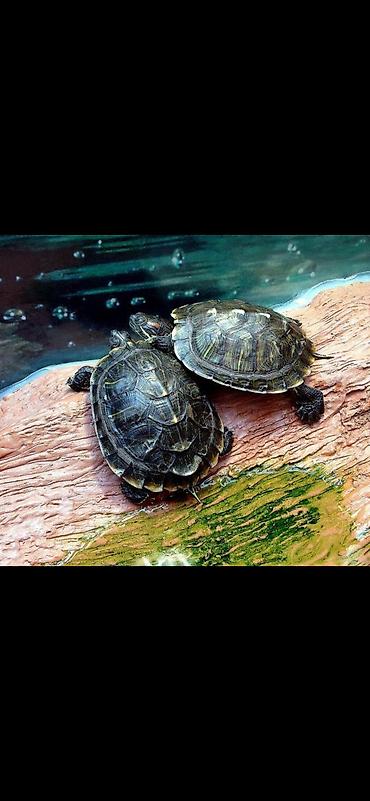 Водные черепахи (вероятно, красноухие) — пара. Характеристики: -