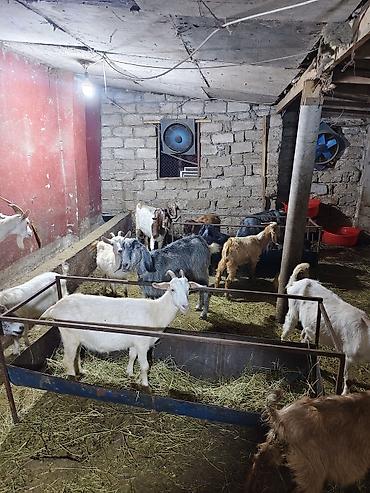 Mal-qara: Satlıq keçi sürüsü - Növ: yerli cins qarışığı (ağ, qara, boz və — 3