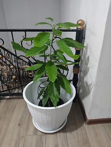 avocado косметика: Авокадо (Persea americana) в горшке - Домашний саженец авокадо с — 3