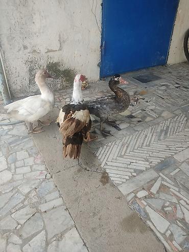 Ördəklər: Tam saglam lal ordekler — 15