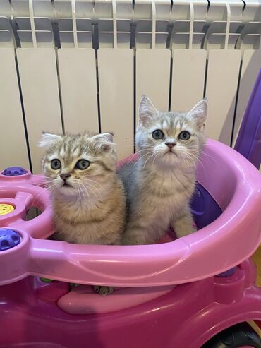 sort pişik: Золотая шиншилла, Самец, Самка