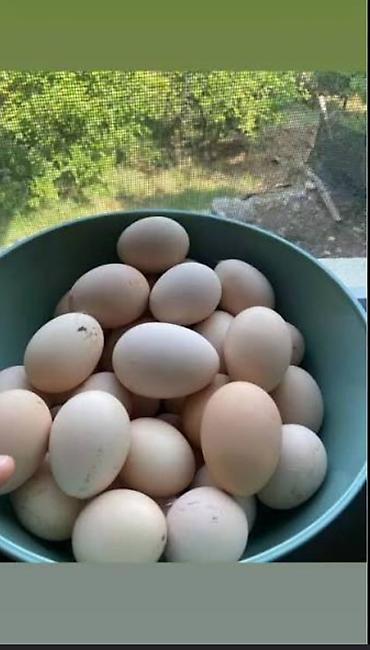 Süd məhsulları və yumurtalar: 10 ustu alana 1 ədəd hədiyyə Təzə kənd yumurtası brahma yumurtasıdı — 1