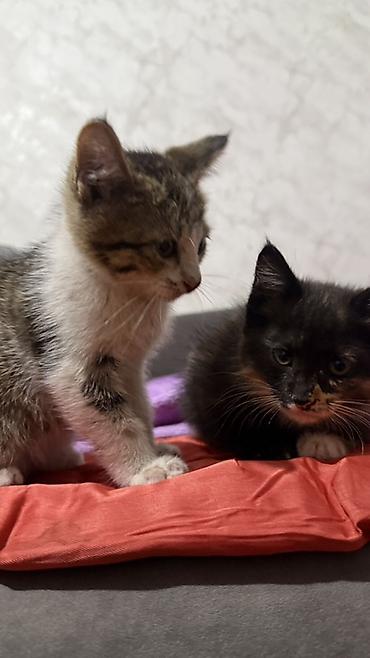 кошка шатланка: Котята, отдам даром в хорошие руки Описание: - Возраст на фото — 6
