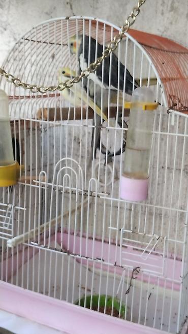 qus nomreleri: Watsapla narahat edin fikirlesim yigaram deyenler Qeti narahat etmesin — 1