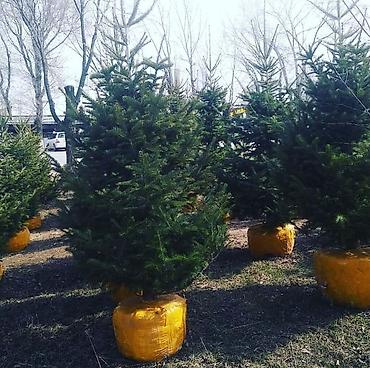 Other decorative tree saplings: Пихта семёнова 6м. Пихта ещё есть от 1 метра до 5метров заказывайте — 6