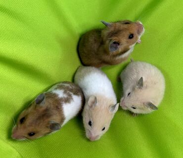ручная крыса: Продаются сирийские и джунгарские хомячки, бамбуковые мыши