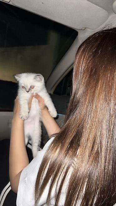 maine coon qiymeti: Britan, Dişi, Yaxşı əllərə, Ünvandan götürmə, Pulsuz çatdırılma — 4