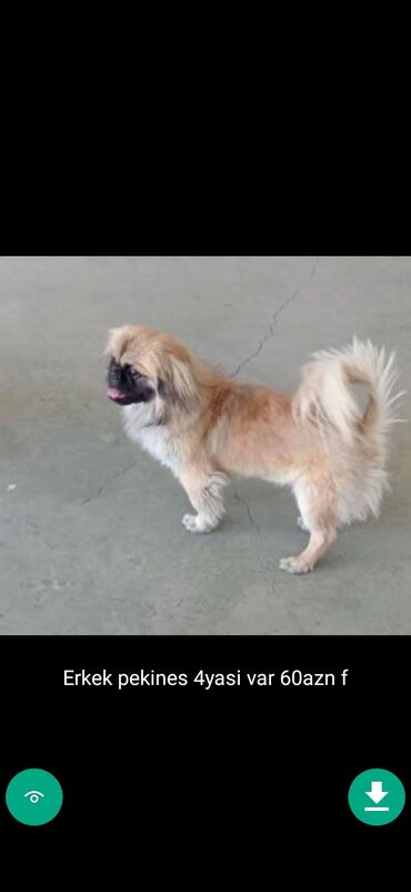 İtlər: 3 ay, Dişi, Peyvəndli — 13