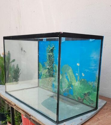 Akvariumlar: Akvarium uzunu 60 eni 30 derinliyi 40 sm
