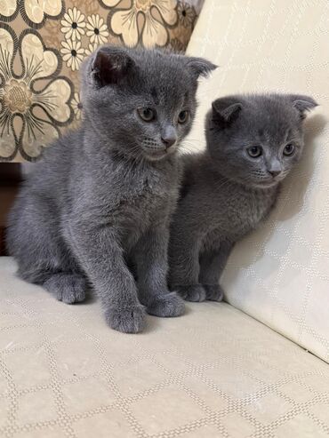 pişiy satışı: Erkək, Dişi, Ünvandan götürmə