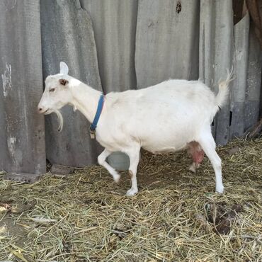 Козы, козлы: Продаю | Козёл (самец) | Зааненская | Для разведения | Племенные — 8