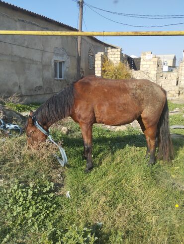 Atlar: Yük və kənd təsərrüfatı işləri üçün at - Rəng: qəhvəyi - Boy: orta - — 3