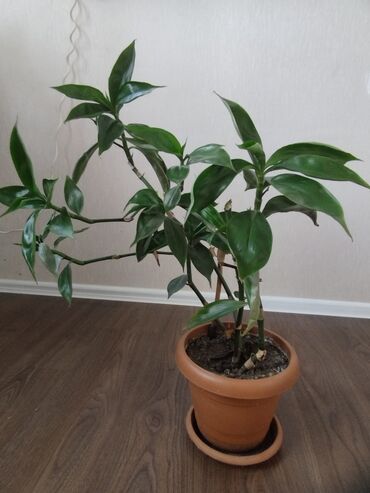 Букетные цветы: Qabda Dracaena (otaq bitkisi) - Növlə: Dracaena (şəkildəki forması