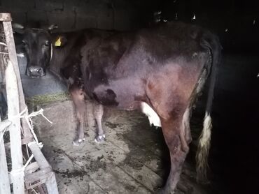 корова с теленкам: Продаю | Корова (самка) | Алатауская | Для молока