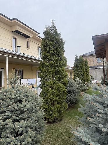 Ель: Продаю Ели голубые от 2-4 метров, колоновидные туи 4 метровые: густые — 29