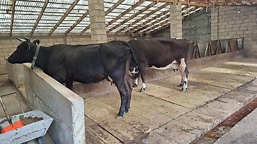 Коровы, быки: Продаю | Корова (самка) at lalafo.kg — 2 Коровы, быки: Продаю | Корова (самка) — 2