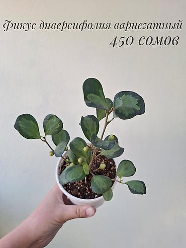 фикусы: 🌿 В продаже фикусы разных сортов (детки/молодыерастения). 💚 Названия — 4