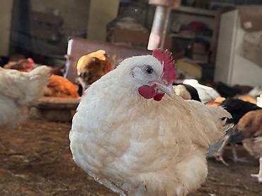 Cücələr: ŞƏKİ DAXİLİNDƏ çatdırılma mümkündür Yetişmiş heyvanlardır. Çəkisi — 2