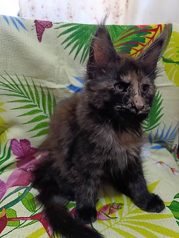 Продажа кошек: Гиганты Кошачьего мира❤️ Мейн-Куны❤️❤️❤️Мини питомник не клеточного — 10