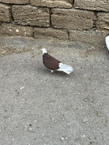 котёнок в добрые руки: Cins göyərçin – qırmızı-qəhvəyi bədənli, ağ baş və ağ quyruq lələkləri