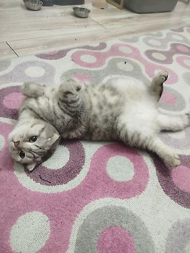 Шотландский вислоухий кот (Scottish Fold) - Окрас: кремовый табби с