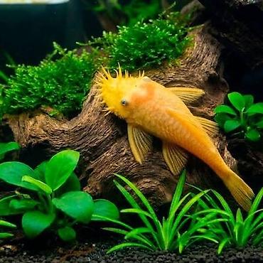 meyn kun: Qızıl Ancistrus (Albino Bristlenose Pleco) – akvarium yosunlarının — 2