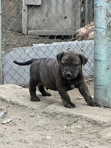 pitbul gence: Salam Pitbull big monster balalar 35 günlükdür qurd dermanlari verilib — 2