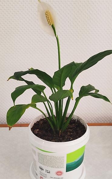 Денежное дерево: Денежное дерево отросток - 50 и 100 сом. Спатифилум, женское счастье — 9