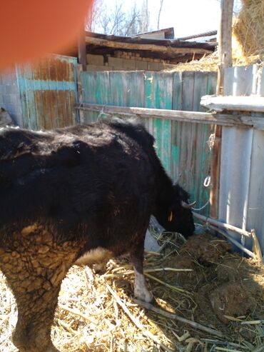 корова породы голштин: Продаю | Корова (самка) | Голштин | Для разведения | Стельные