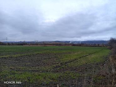 Torpaq sahələrinin satışı: 200 sot, Kənd təsərrüfatı, Texniki pasport — 6