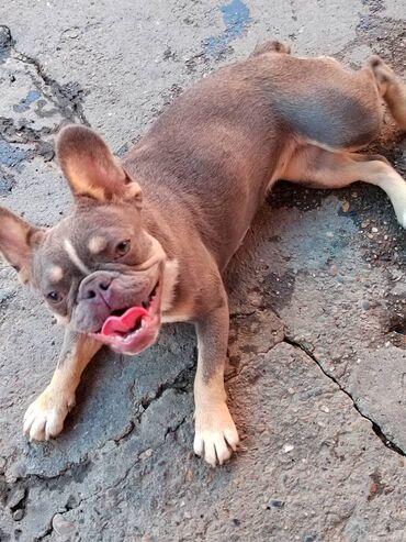 Na prodaju zenka fracuskog buldog lilac stene staro 8 meseci primila