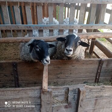 Бараны, овцы: Продаю | Баран (самец) | Романовская | Для разведения | Осеменитель