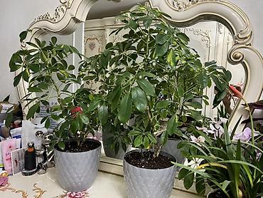 Фикусы: Фикус Бенджамина в напольных кашпо - Два взрослых деревца в отдельных — 55