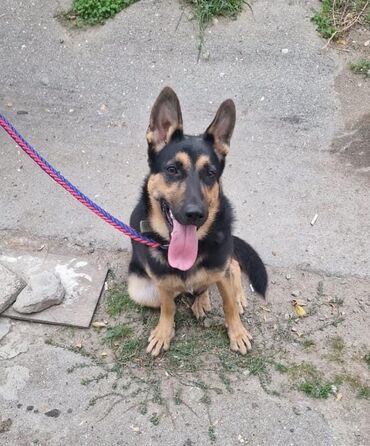 пудель карликовый цена: 9 aylıq dişi.vaksinləri olunub.passportuda var.royal caninlə