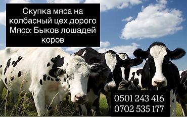 я ищу карова: Колбасный цех : Коровы, быки, | На забой, на мясо — 1