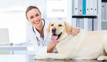 Животные: Ветеринар на выезд работаем со всеми животными Лечение Кастрация