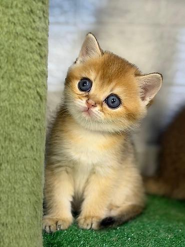 Pişiklər: Britan — 11