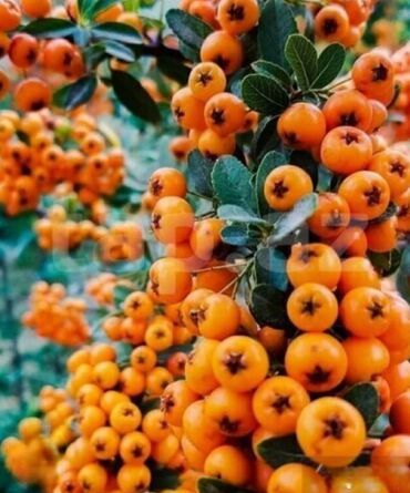 Şitillər: Sarı və qırmızı və qara moruq (çəpər) tingləri5-3-10 Məhsul: - Açıq — 12