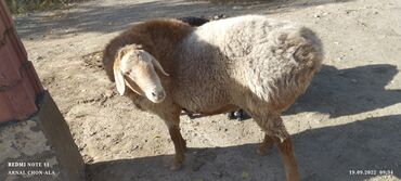 Вакансии: Требуется Пастух