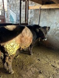 добрый корова: Сатам | Бука (эркек) | Швиц | Бордоп семиртүү үчүн, Көбөйтүү үчүн | Жасалма уруктандырылган