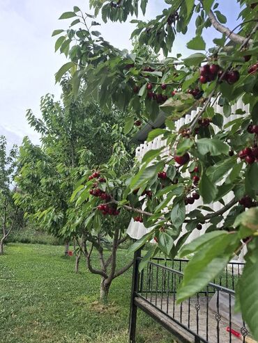 Ягоды: Черешня В розницу, Самовывоз